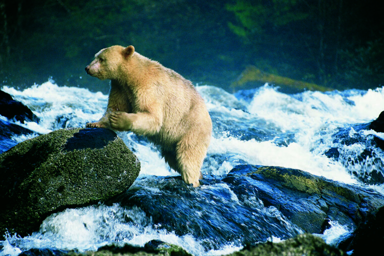 Spirit Bear, British Columbia, Kanada, 1999, Karmode Black Bear, climbing bear