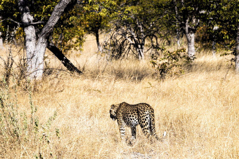 Leopard, Etosha, Namibia, Florian Wagner