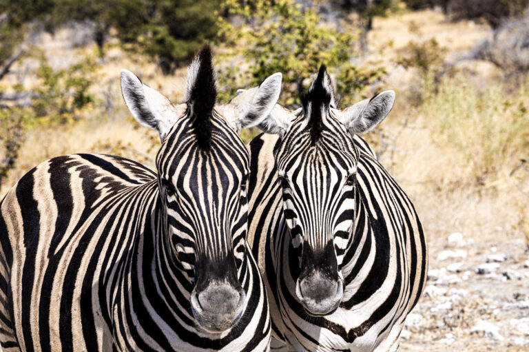 Zebra, Safari, Florian Wagner