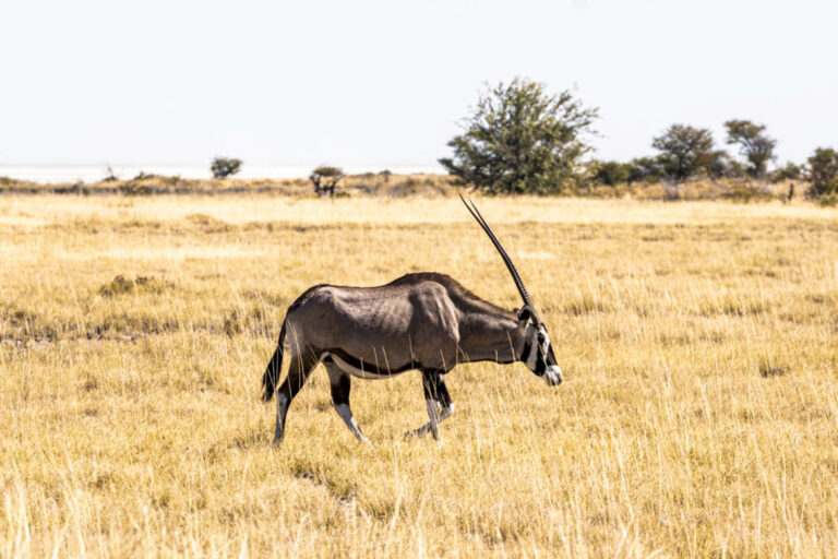 Oryx, Namibia, Florian Wagner, Dessert, Etosha, Namibia
