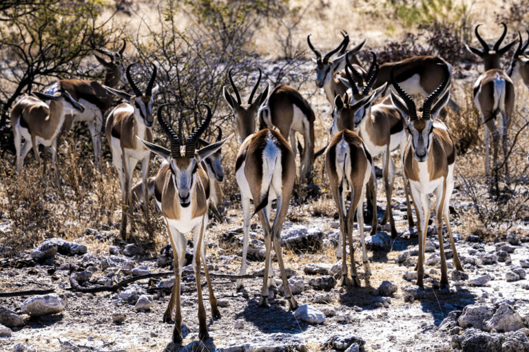 Springbock, Antidorcas marsupialis, Etosha, Namibia, Florian Wagner, african waters