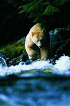 Spirit Bear, British Columbia, Kanada, 1999, Kermode Black Bear